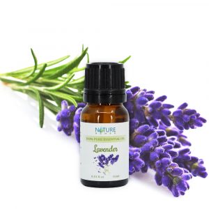 hoa oải hương - lavender